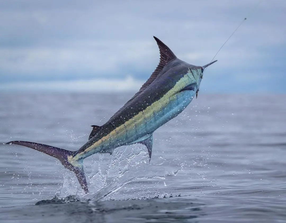 Angler aboard a private sport fishing charter reeling in a sailfish near Quepos, Costa Rica