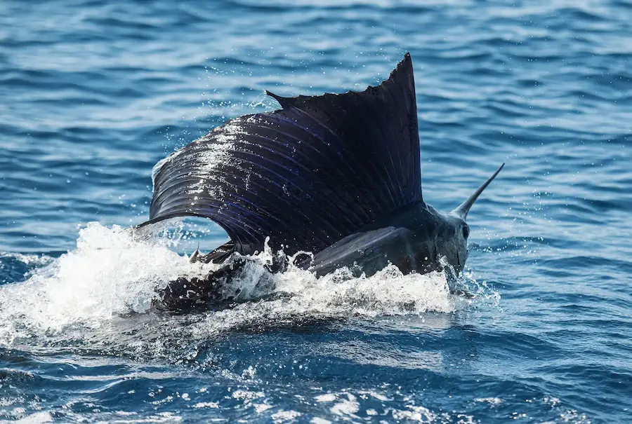 Catch and release in Costa Rica: how billfish are released