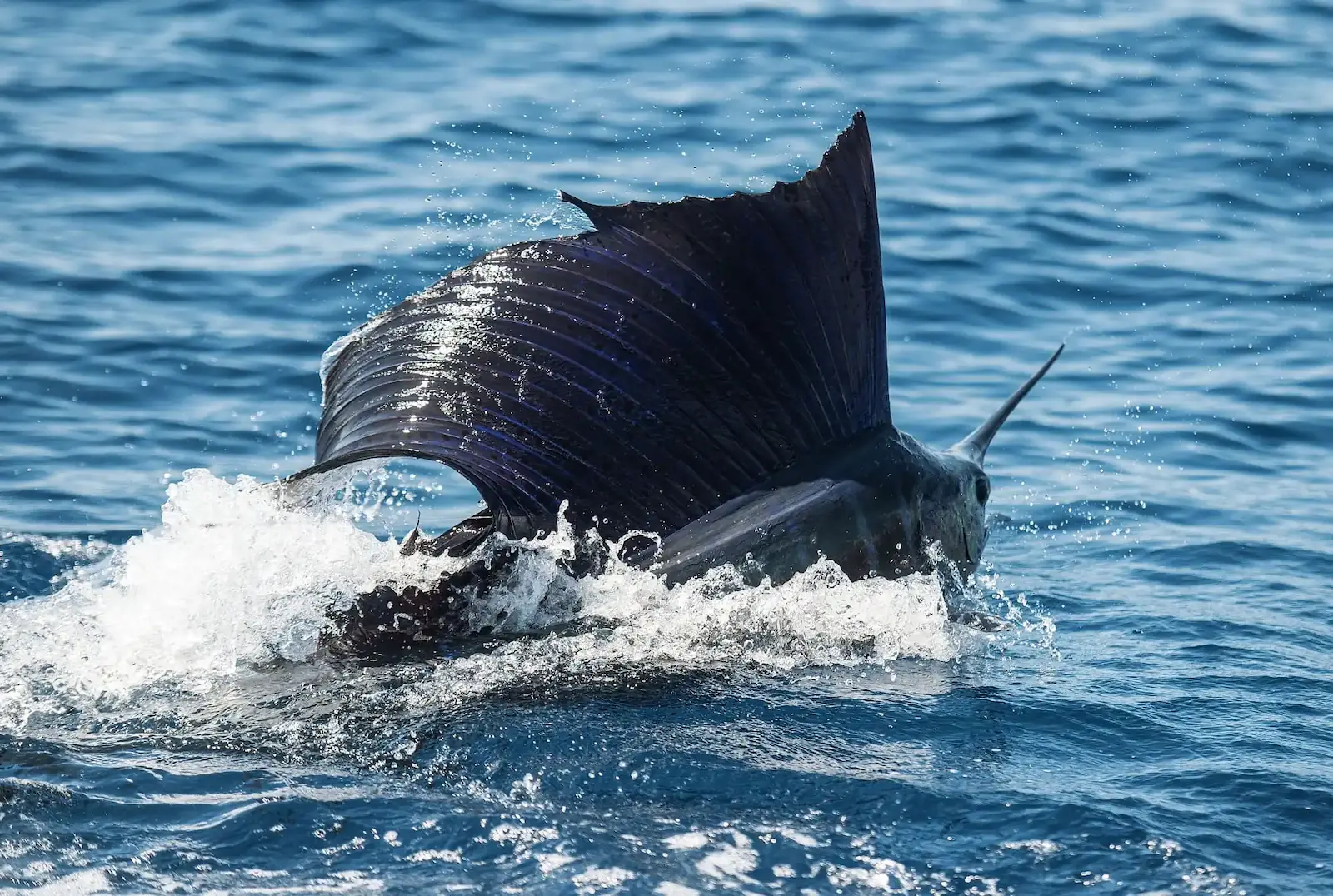 Crew releasing a sailfish beside a sport fishing boat off Quepos, Costa Rica