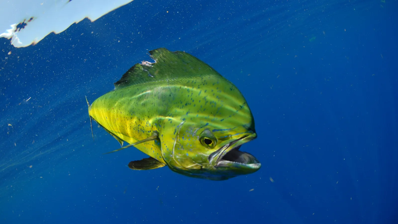 Mahi-mahi caught on a private fishing charter in Quepos, Costa Rica