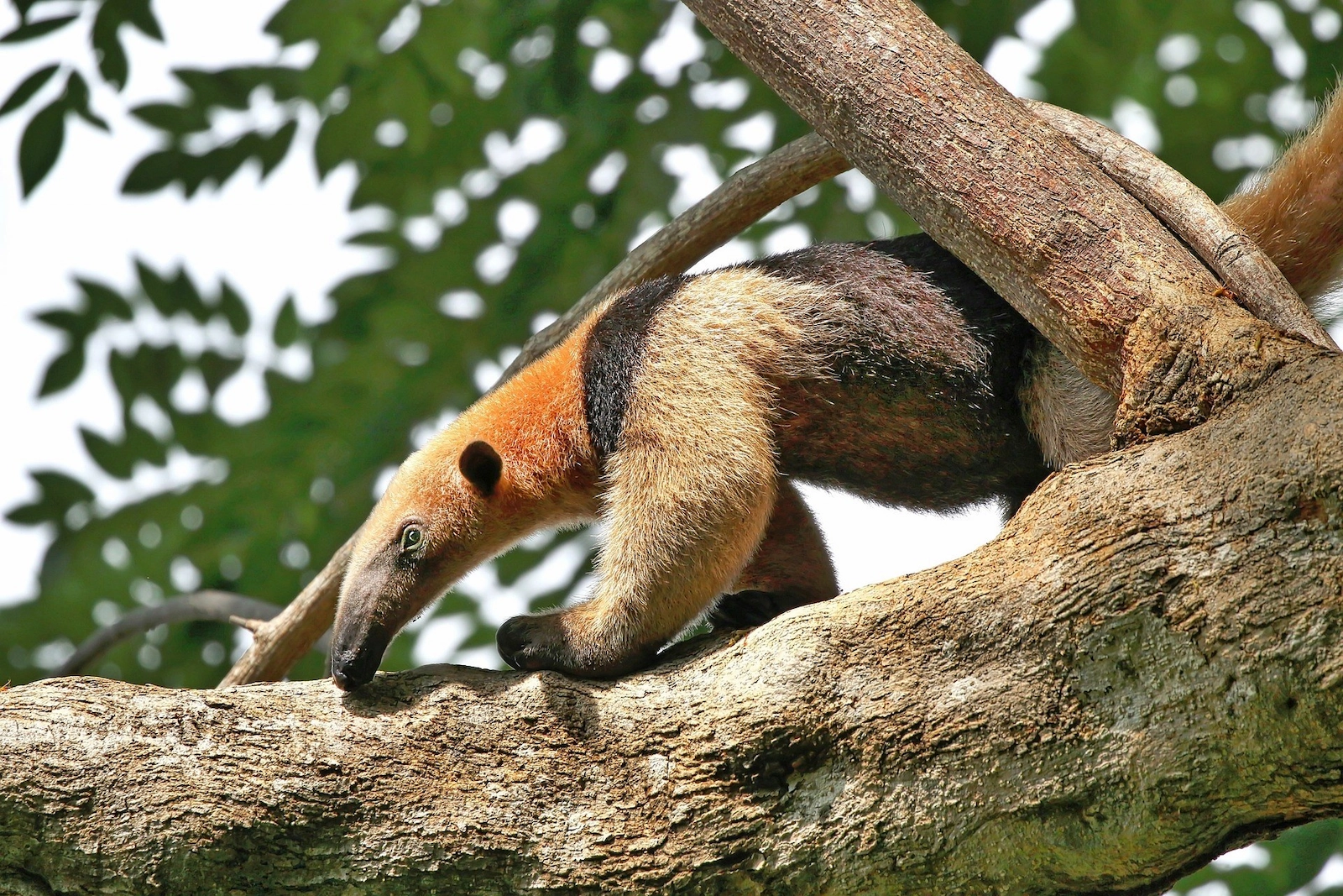 Anteater in Manuel Antonio National Park, Costa Rica