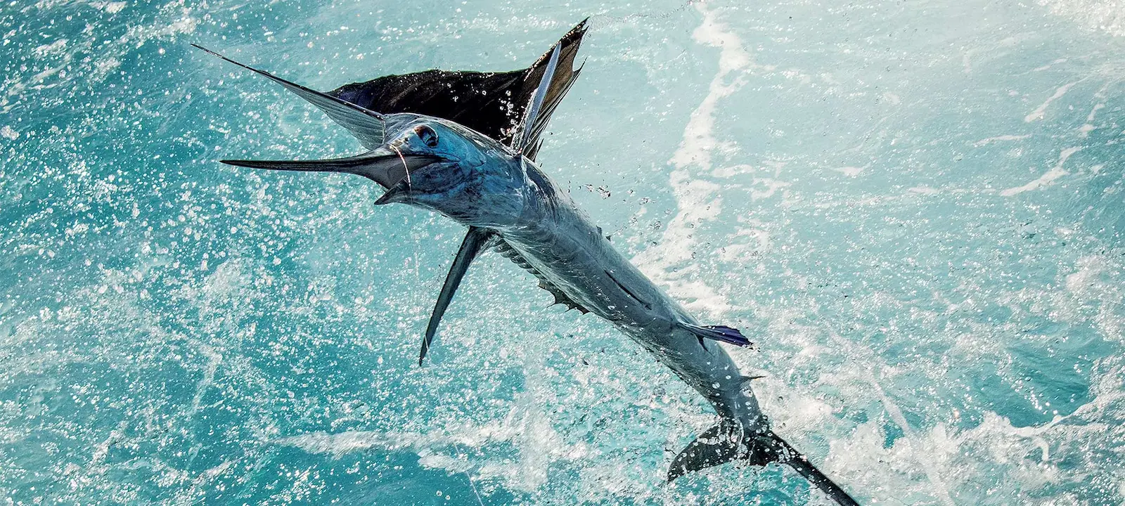 Sailfish leaping out of the water off Quepos, Costa Rica